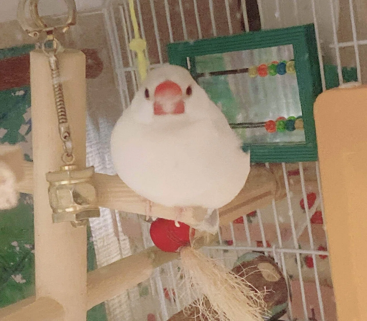 秋といえば文鳥、我が家のちいさな天使たち。｜夢栞ちよ