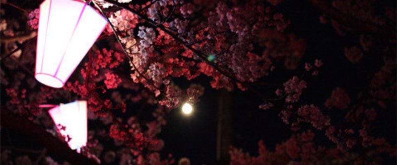 さんだるの足跡#1滝桜のライトアップ