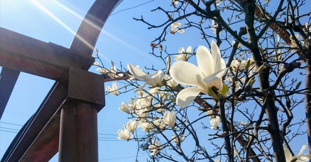 木蓮です。 シモクレン | Magnolia liliflora | かぎけん花図鑑