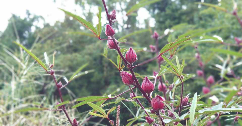 肥料も農薬も使わずに ハーブをどうやって育てる Mariko Shimodozono Note