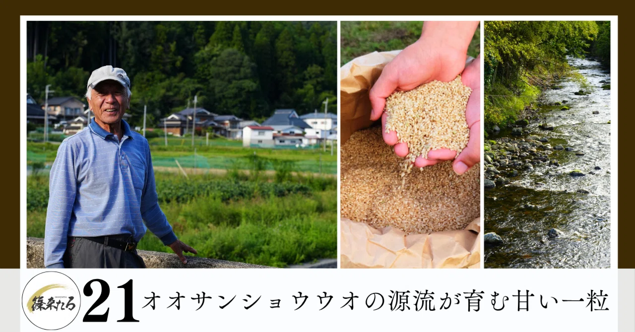 オオサンショウウオの住む源流が育む、甘い一粒｜篠来たる