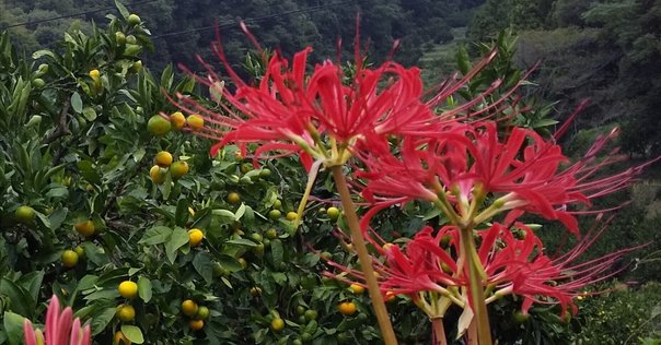 長谷川潔「瓶に挿した野花」｜ずく