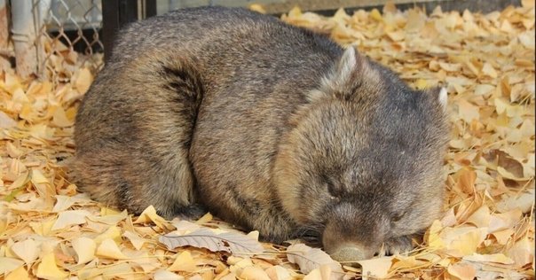 コモンウォンバット図鑑 Common Wombat｜M_ayumi