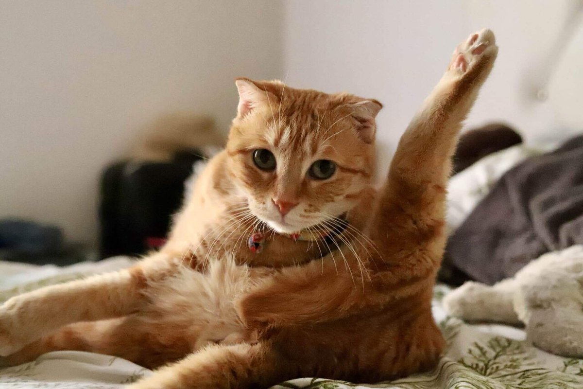 猫のヨガポーズ