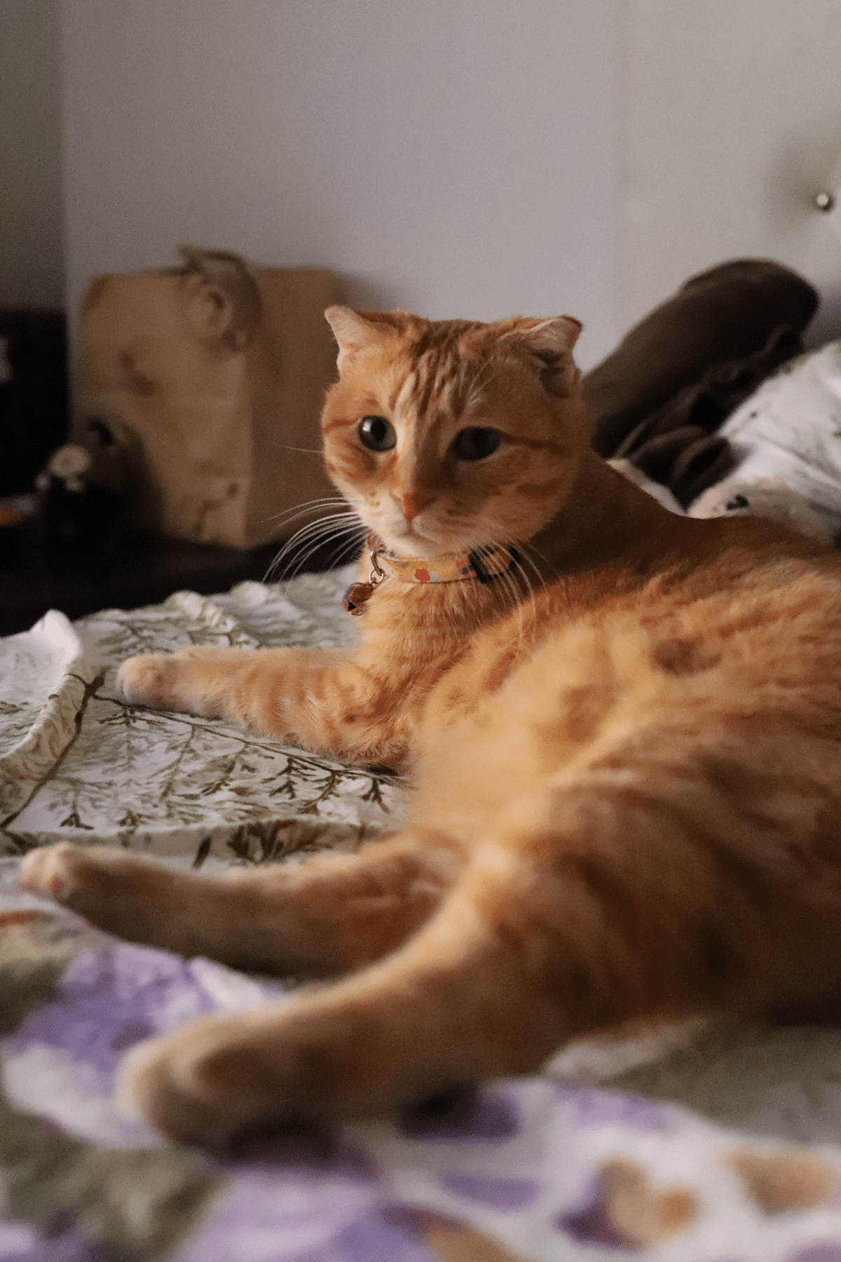 じーっと見つめる猫