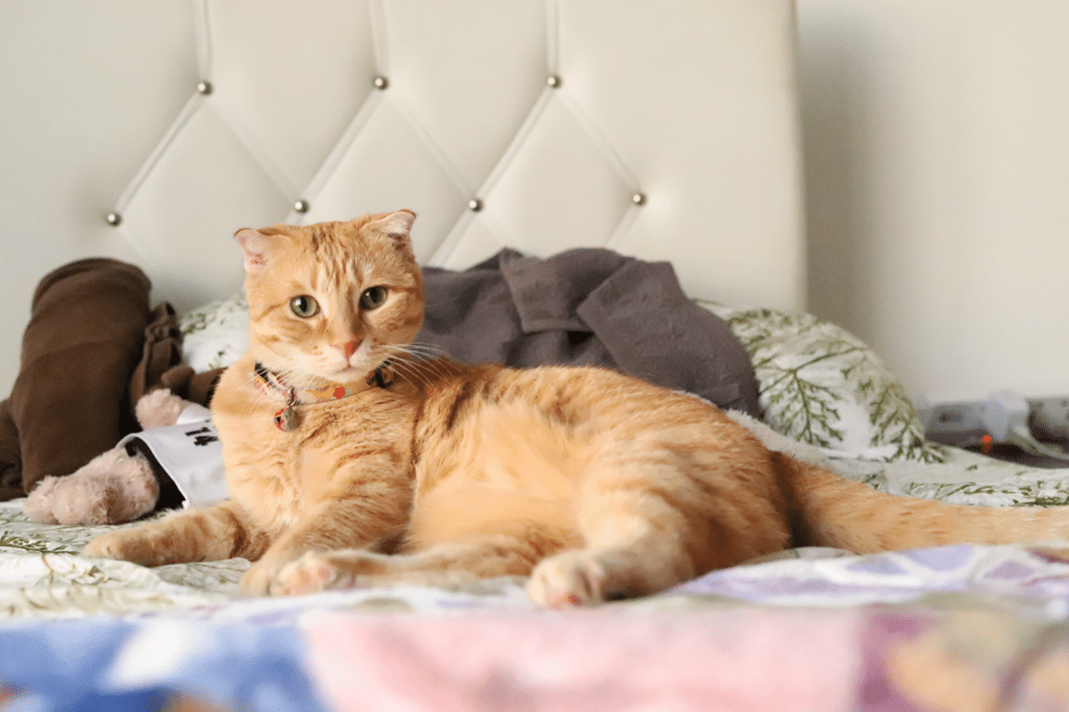 首をかしげる猫