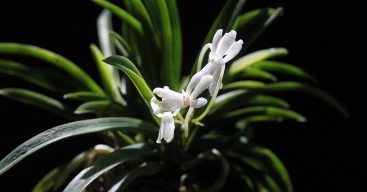 富貴蘭「雛童」の花｜KJ Morison