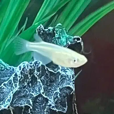まめだかのこえ