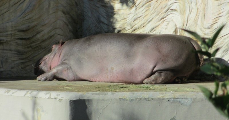 動物園のyoutubeチャンネルをみよう Sige Note 動物園のyoutubeチャンネルをみよう Sige Note