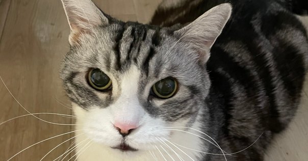 電池交換済　ツェッペリン　希少　7644 クォーツ 8618-4 | ZEPPELIN Official Online Shop