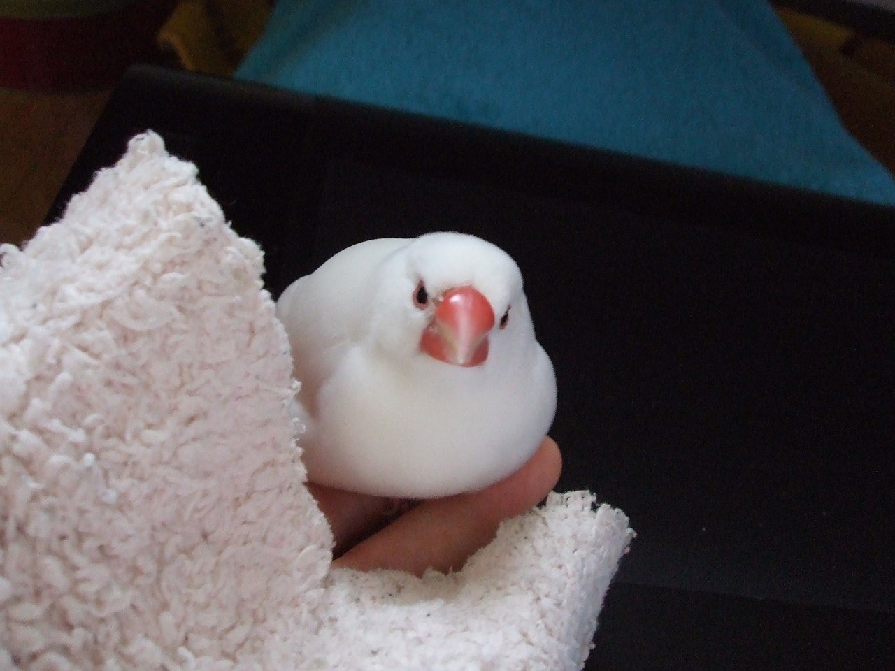 私が文鳥を描く理由 永遠のモチーフ大公開 モチ文編 きよ 文鳥love Note