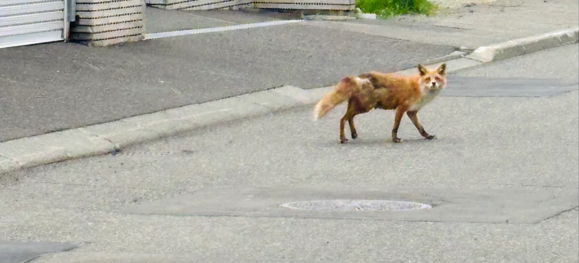 北キツネに遭遇、そして北海道の家に昔あった置物の話しと今日の小樽の美しい海。|北のゆるおかん