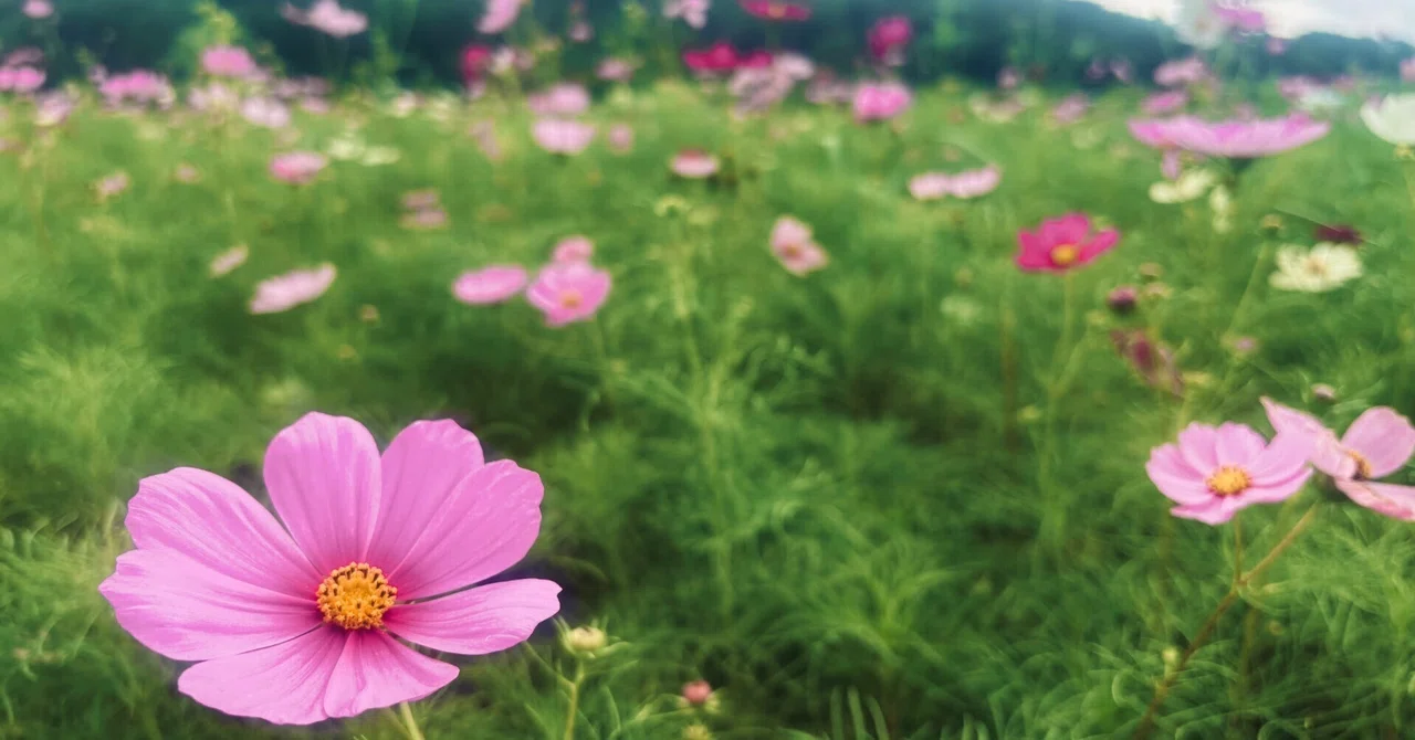 花は微笑むか？：池坊講座から見つけた花の表情｜ikebanayuki