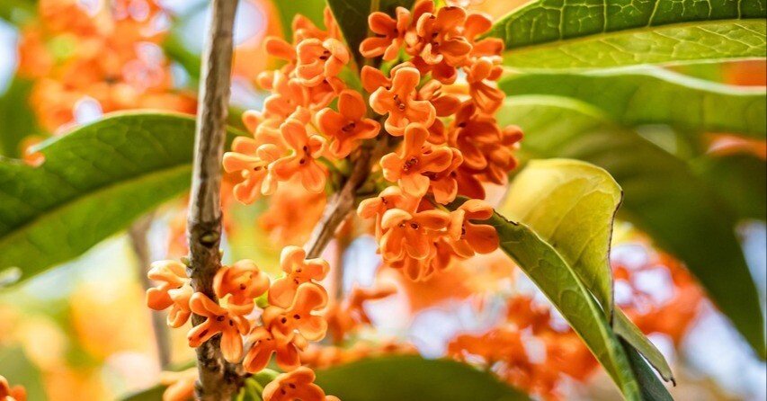 金木犀の咲く道を・・・｜松島芳隆（東京農業大学・農芸化学科／ほんま