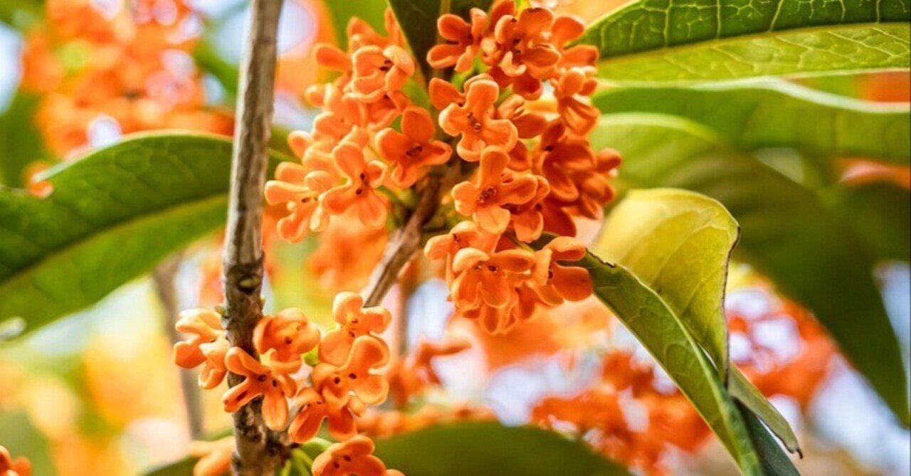 金木犀の咲く道を・・・｜松島芳隆（東京農業大学・農芸化学科／ほんま