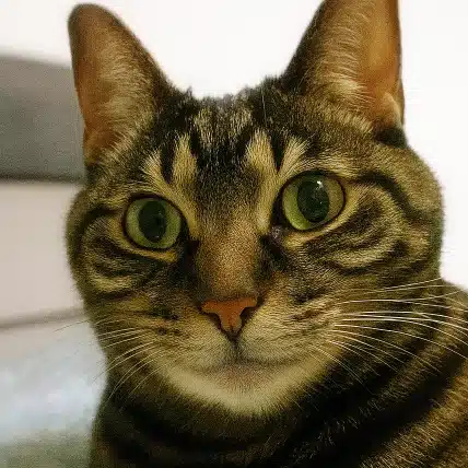 オメガねこ