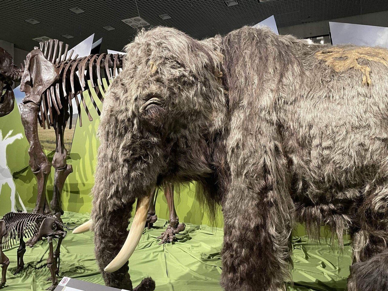 氷河期展（＋ジロ、ハチ、ニホンオオカミ）に行ってきました