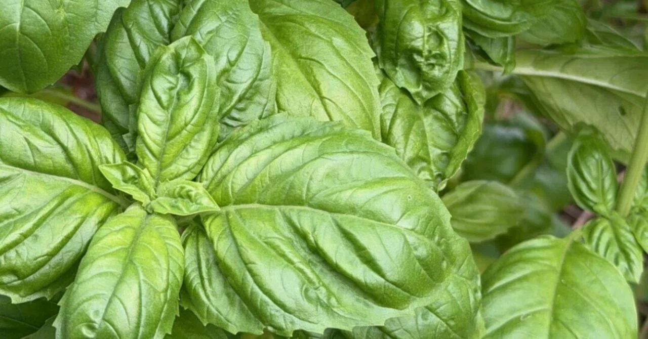 《Side Dish》Basil x Carrot｜料理好き娘
