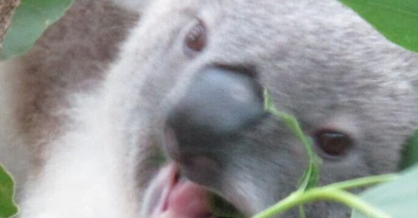 コアラの子供が緑のウンチを食べる理由: 知られざる野生の王国 (青春文庫 コアラの子供が緑のウンチを食べる理由: 知られざる野生の王国 (