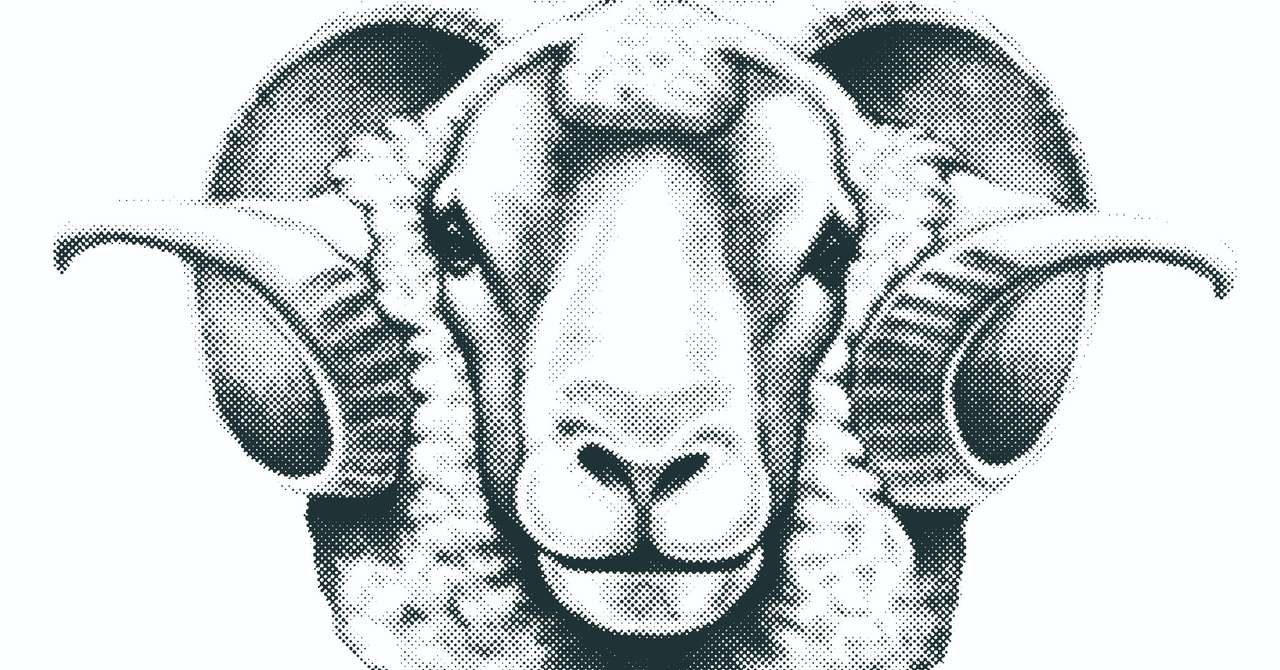 羊のリアルイラストtシャツを作りました リアル絵tシャツ屋さん Note