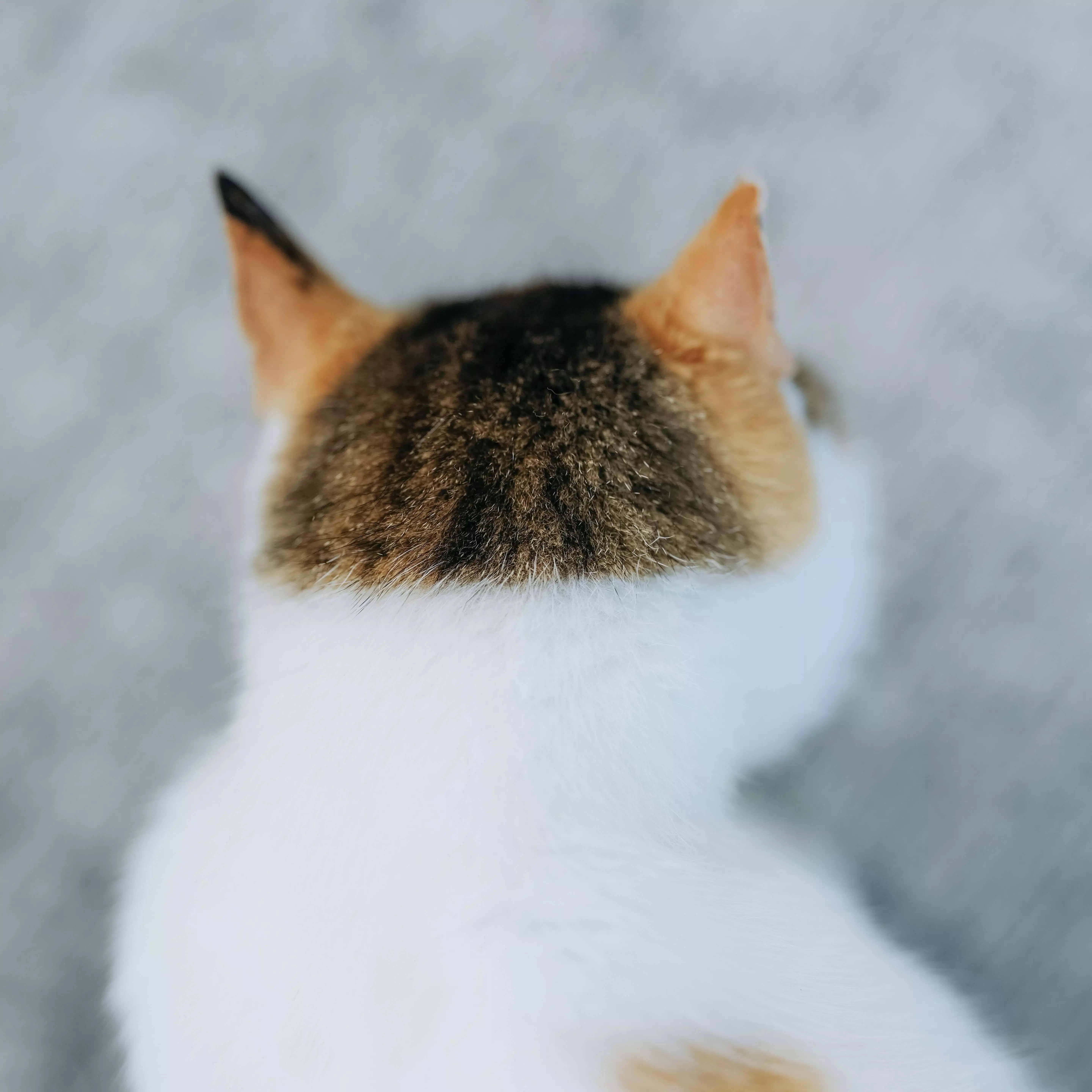 猫写真家 あおいとり