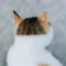 猫写真家 あおいとり