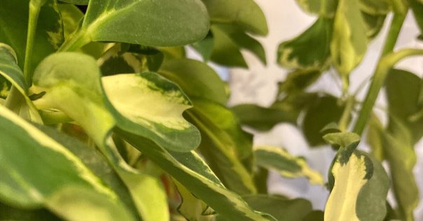 ★新品未開封★ Maverick Mom 廃盤1stEP「ENERGY」 METAL GALAXY（初回生産限定 SUN盤 - Japan Complete Edition