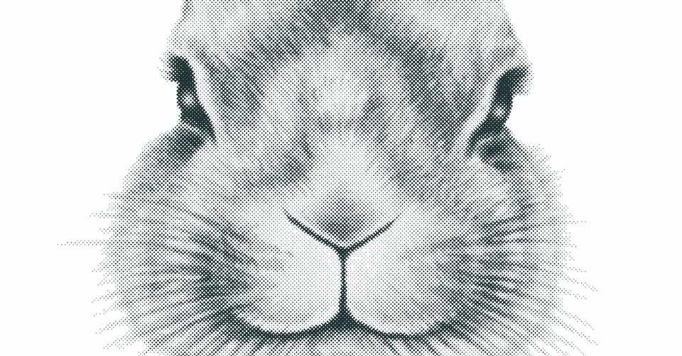 ウサギの正面顔のリアルイラストtシャツを作りました リアル絵tシャツ屋さん Note
