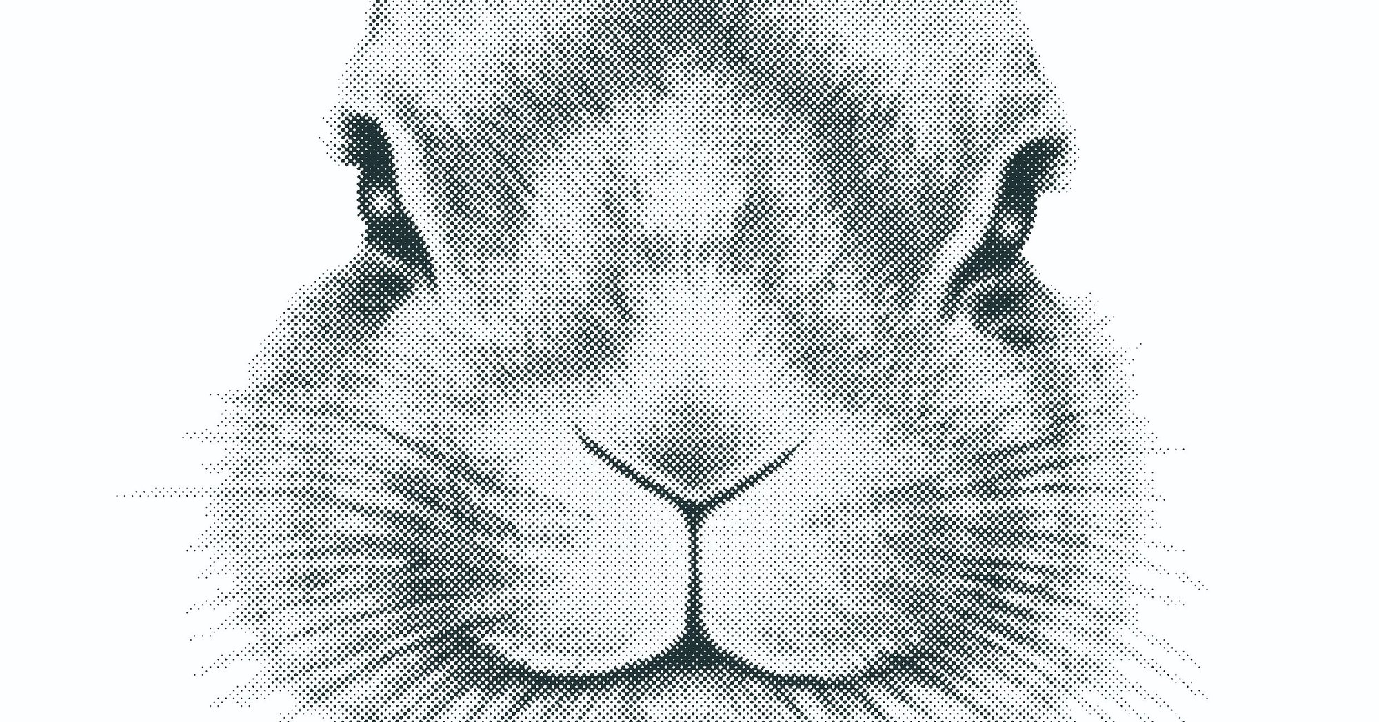 ウサギの正面顔のリアルイラストtシャツを作りました まざらんペンギン Note ウサギの正面顔のリアルイラストtシャツを作りました まざらんペンギン Note