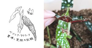 ベゴニアマクラータ葉挿し②｜うきゅうさや(そら)