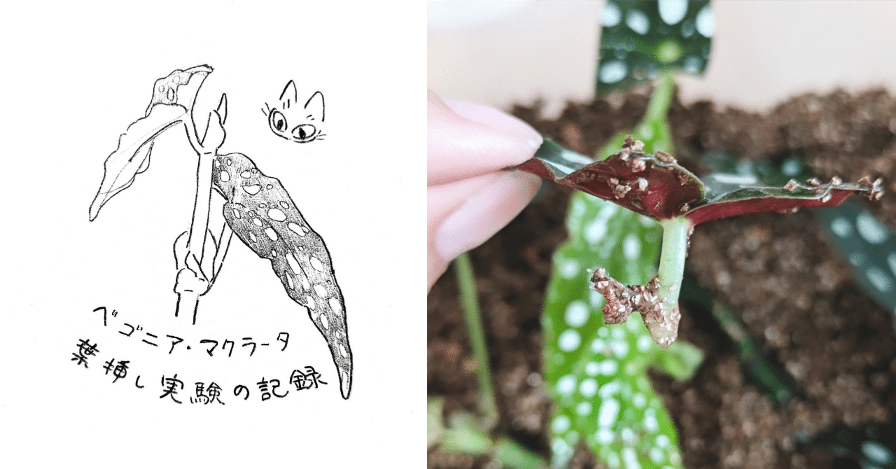 ベゴニアマクラータ葉挿し①｜うきゅうさや(そら)