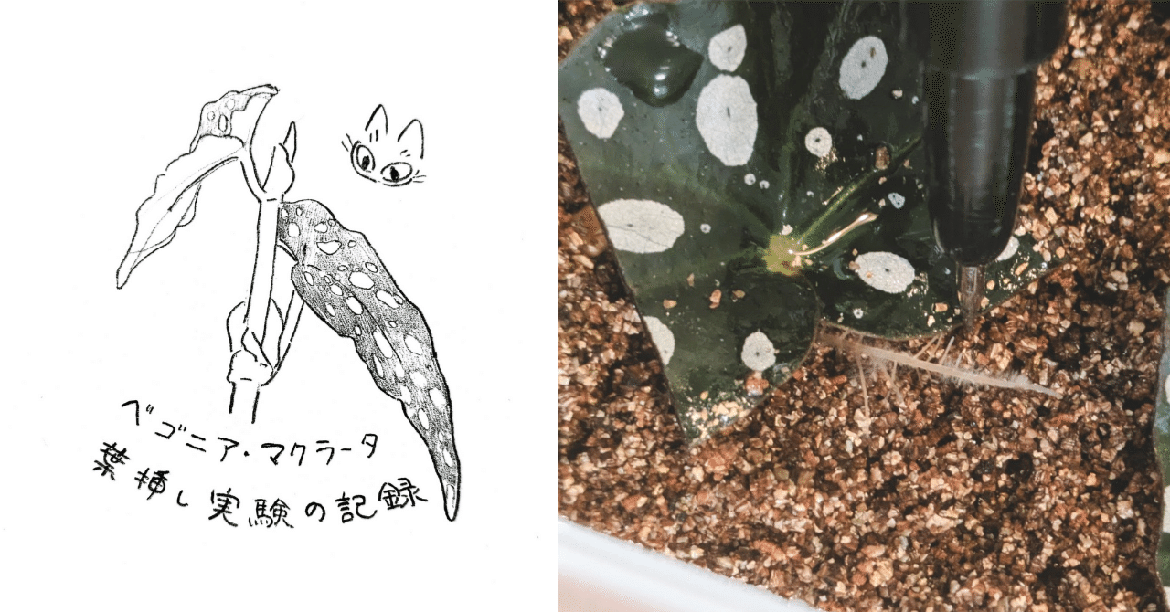 ベゴニアマクラータ葉挿し②｜うきゅうさや(そら)