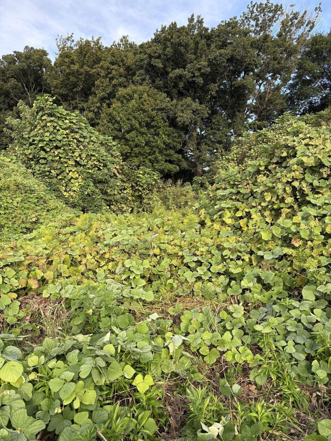 動く雑草 除草剤 雑草駆除 ガーデニング ニューファム クサトローゼ 500ml【20本入】