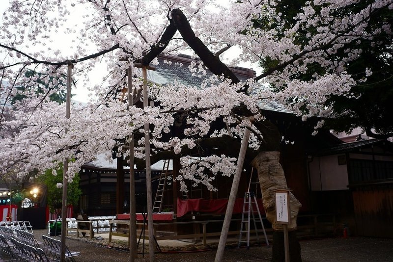 桜の開花宣言 東京の基準が靖国神社になったのはなぜ オモシロなんでも雑学 公式 Note 桜の開花宣言 東京の基準が靖国神社になったのはなぜ オモシロなんでも雑学 公式 Note