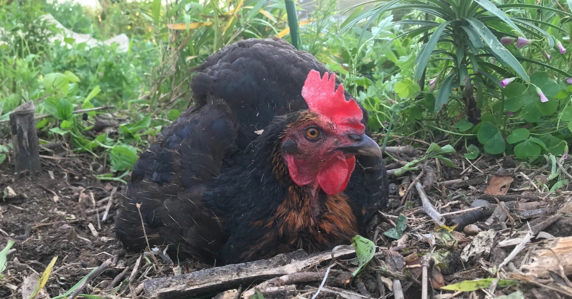丁寧な暮らしの実践②】最強エコ生物、鶏のいる暮らしの紹介｜自分を