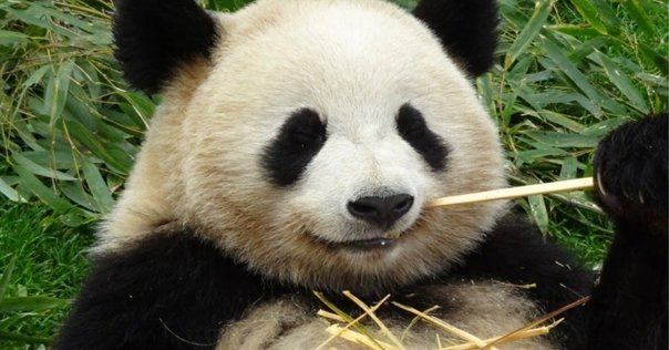 胡適 書法 Hu Shih 胡適 1891-1962｜福光 寛 中国経済思想摘記