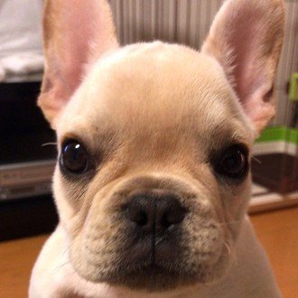 Taro ♂ French Bulldog