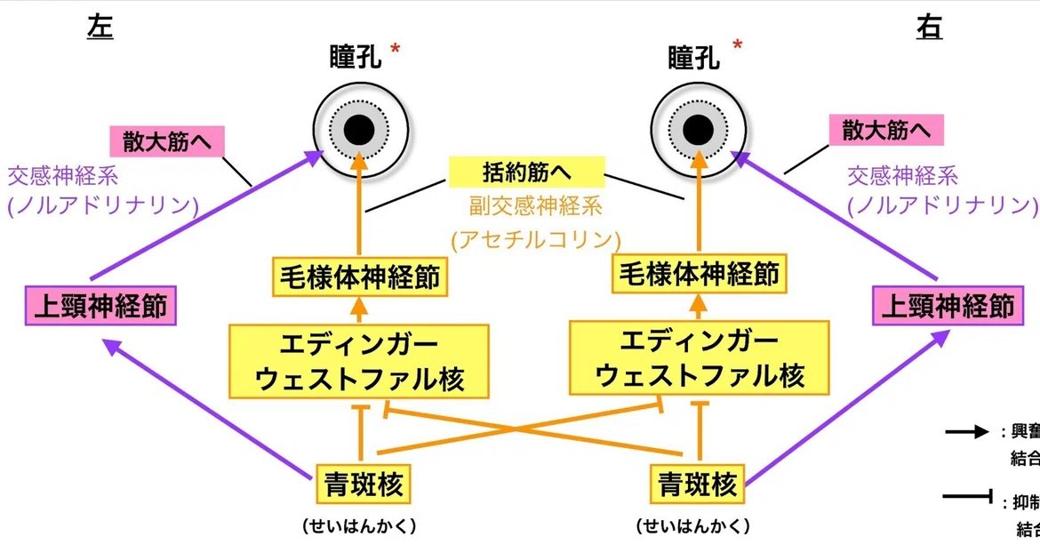[Brain Science] Are the eyes a window into the depths of the soul? The ...
