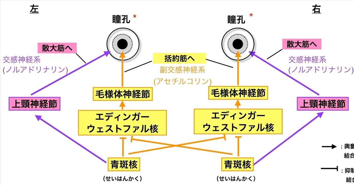 [Brain Science] Are the eyes a window into the depths of the soul? The ...