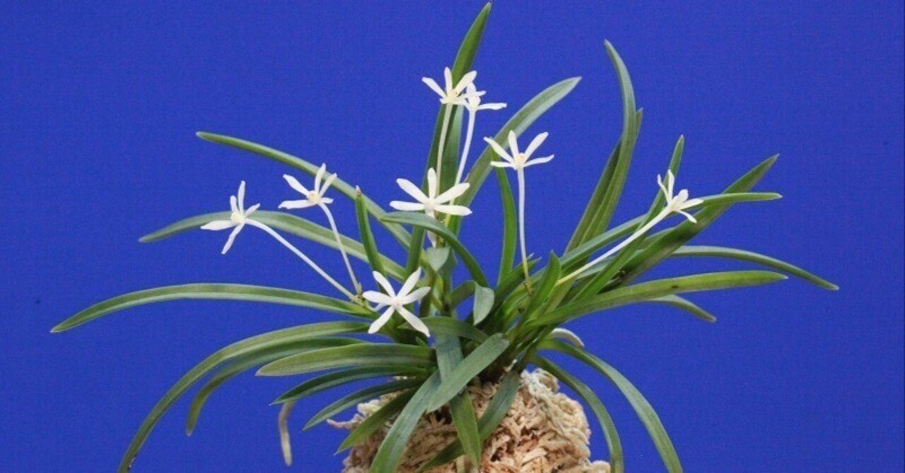 富貴蘭「（仮名）大花火」 富貴蘭「（仮名）大花火」