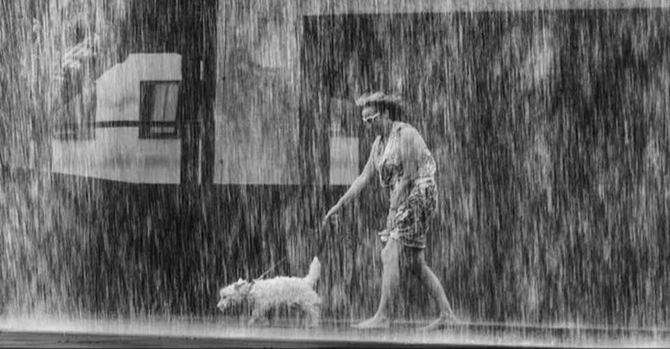 犬に雨が降る Momoichi Note