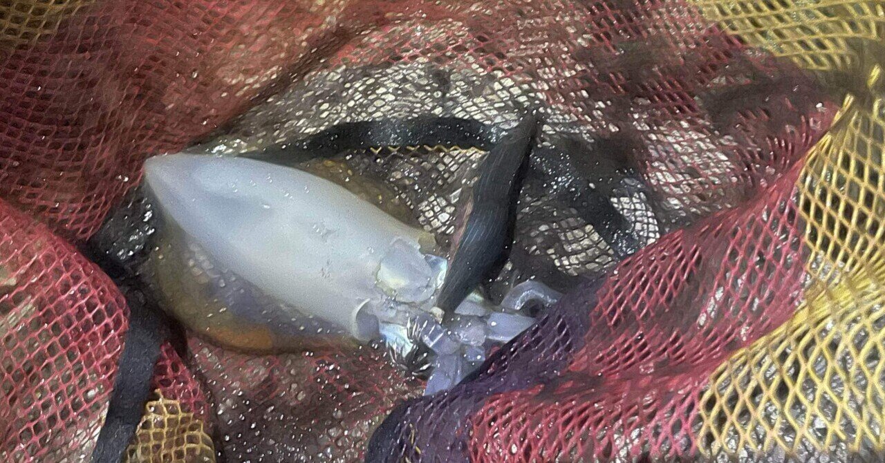 エギング初心者必見】最初に買ってよかったもの・やめときゃよかった