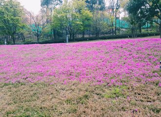アニソン合唱団パンドラボックス 体験見学に行ってきました こにたん 日常をいかに楽しむか Note