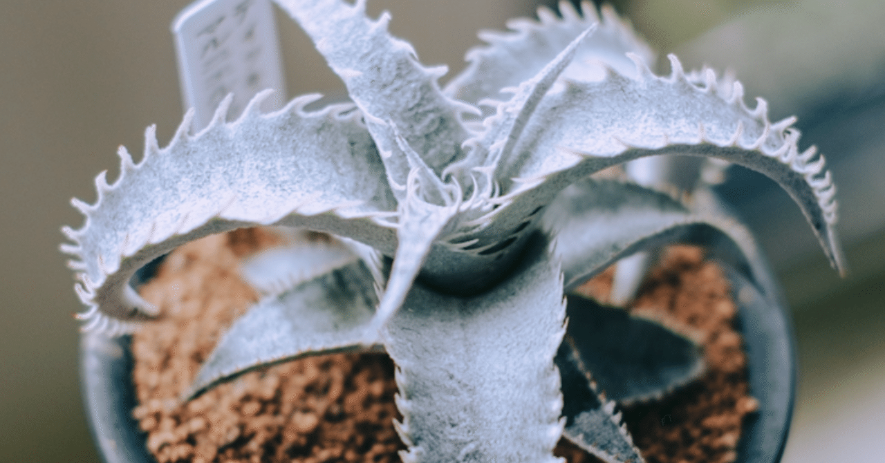 ★パキポディウム・アンボンゲンセ★新鮮種子100粒 パキポディウム アンボンゲンセ | mana's farm:塊根植物・アガベ