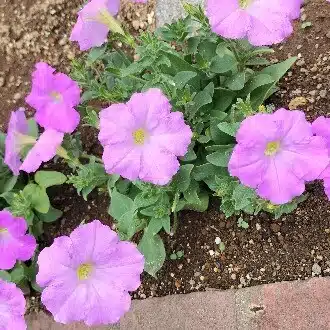 トンビ