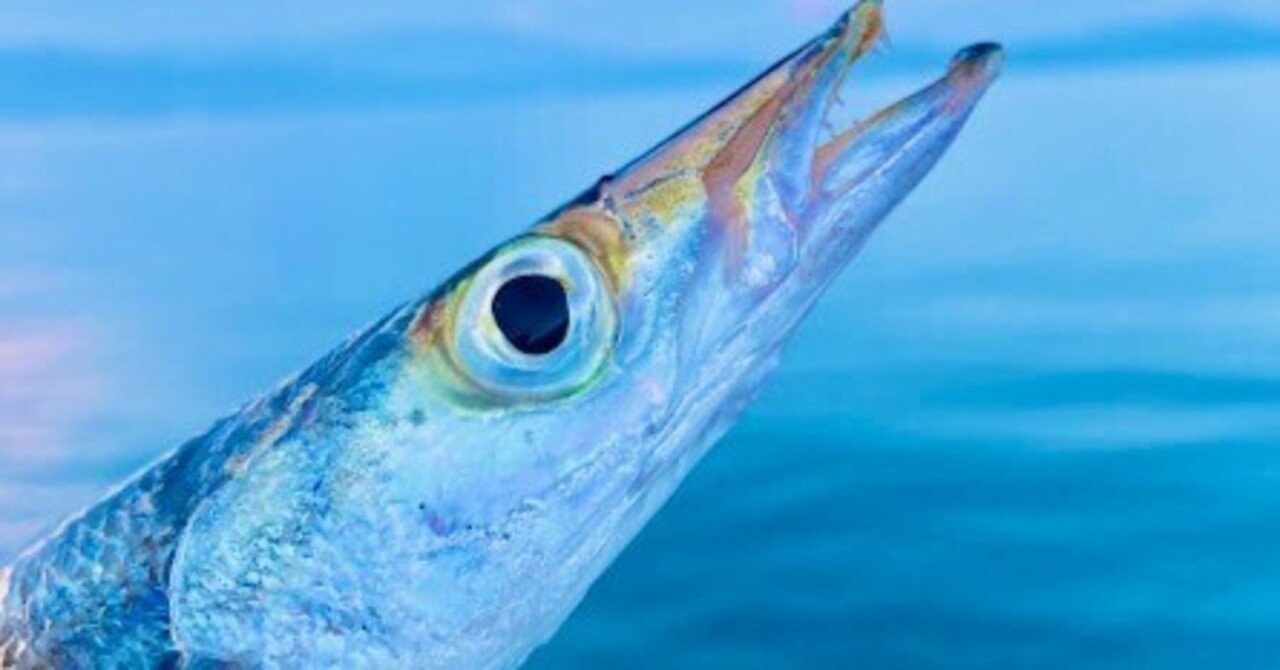 秋の和歌浦湾 カマス釣り｜中西 攻