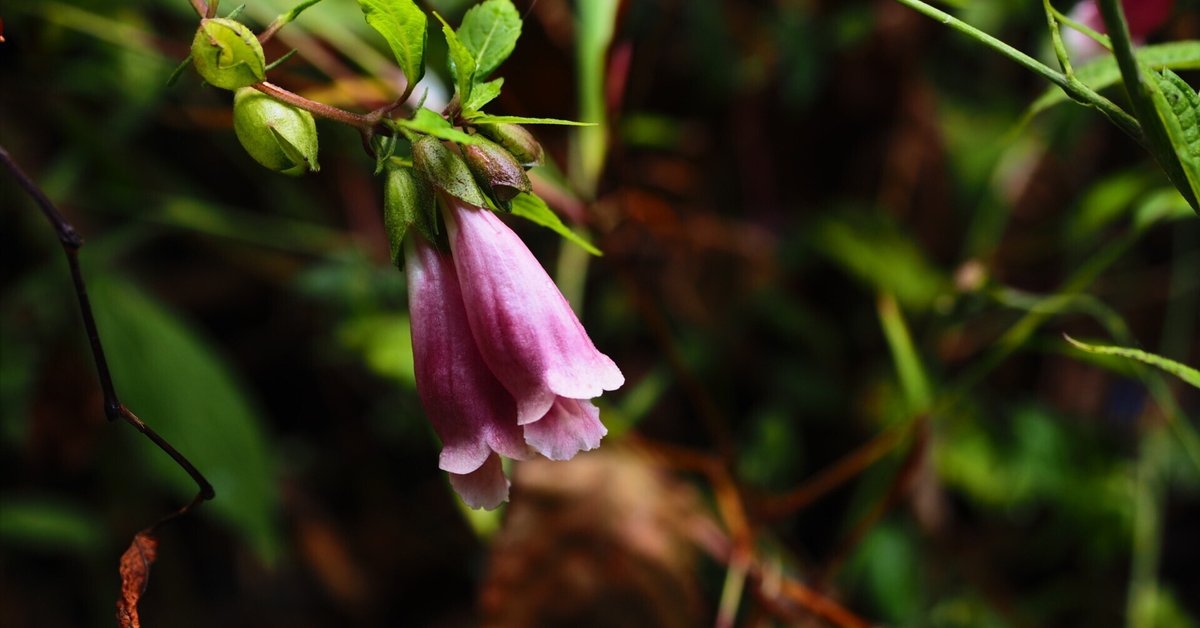 高尾歳時記 2025年10月5日｜悠星 Yusei