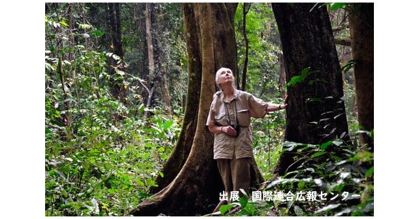 ジャングルの国のアリス』レビュー｜神楽坂らせん