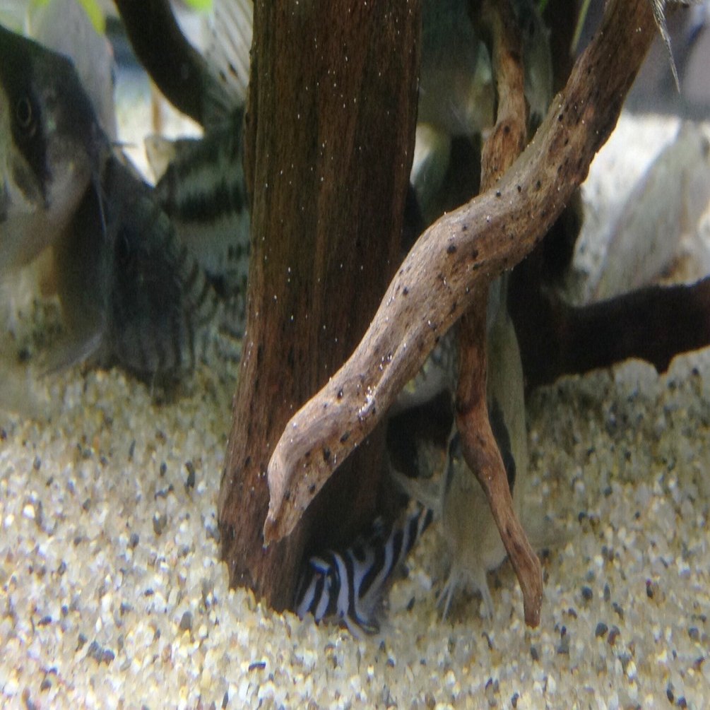 インペリアルゼブラプレコを初めて飼育・繁殖させようとする方へ