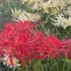 追われ者 こうしてボクは上場企業社長の座を追い落とされた